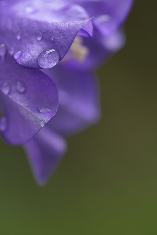 Close-up of Flower Petals with Raindrops on Them 