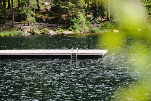 Immagine gratuita di focus selettivo, foresta, lago