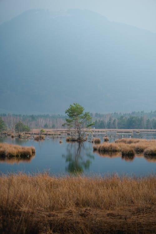 Imagine de stoc gratuită din arbore, fotografiere verticală, lac