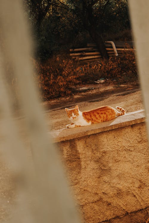 Foto profissional grátis de cânone, fotografia animal, gato
