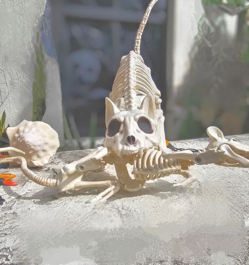 Free Scary 😳 Stock Photo