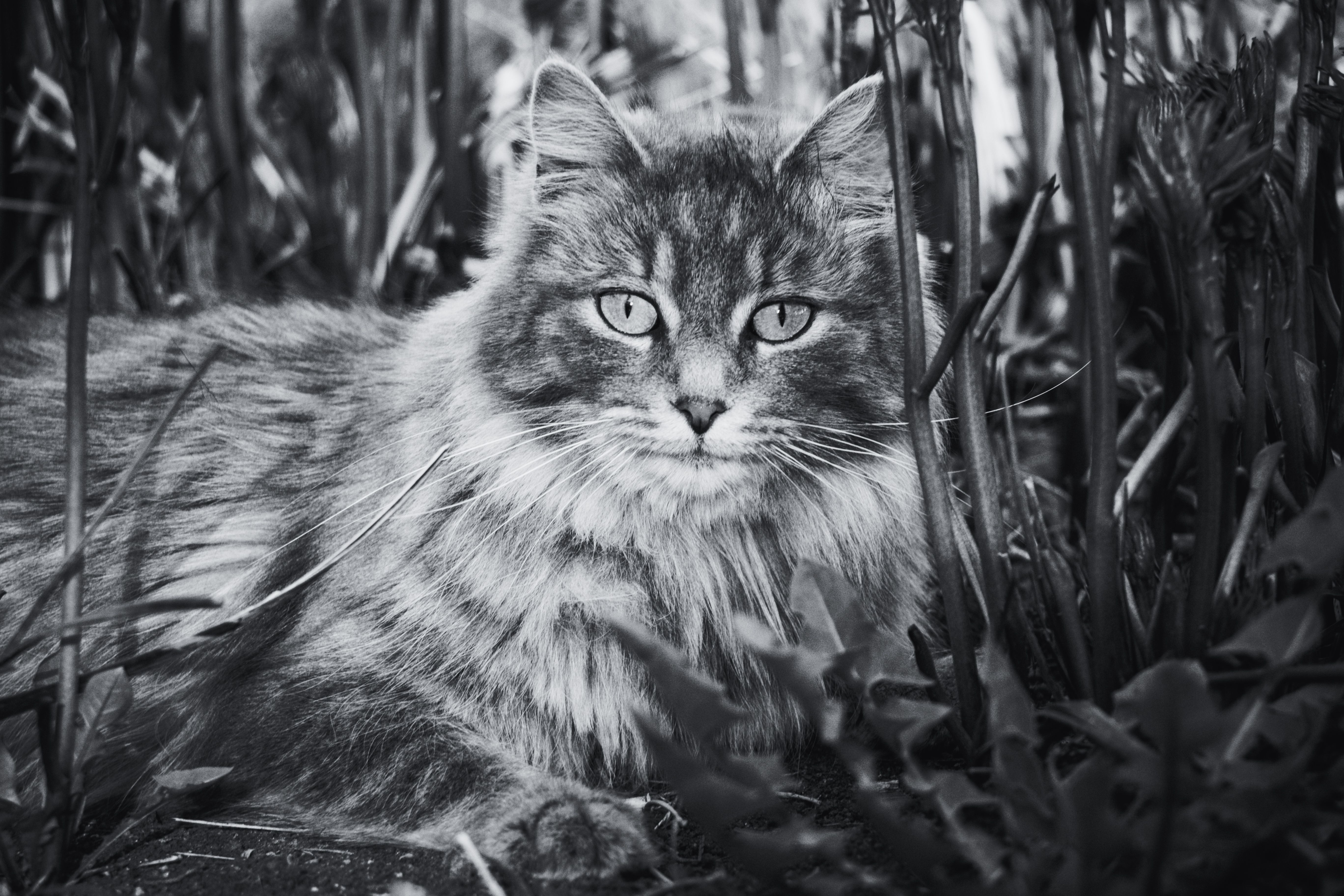 Black and White Shot of a Cute Cat in the Grass · Free Stock Photo