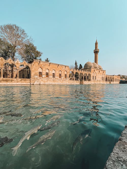 Δωρεάν στοκ φωτογραφιών με urfa, γαλοπούλα, θρησκεία