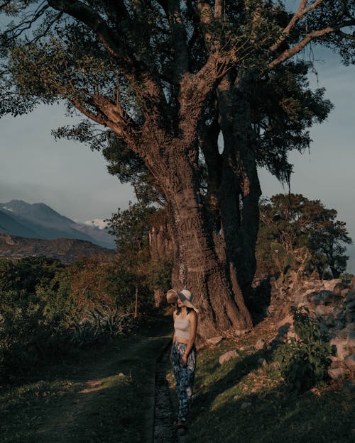 Tourist in a Wide-brimmed Sun Hat Admiring the Sunset Standing Under a Tree in the Mountains 