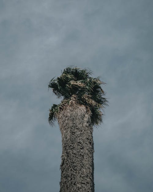 Kostenloses Stock Foto zu bedeckt, kalifornische palme, natur
