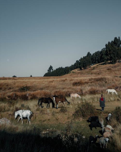 Безкоштовне стокове фото на тему «4к, cusco, коні»