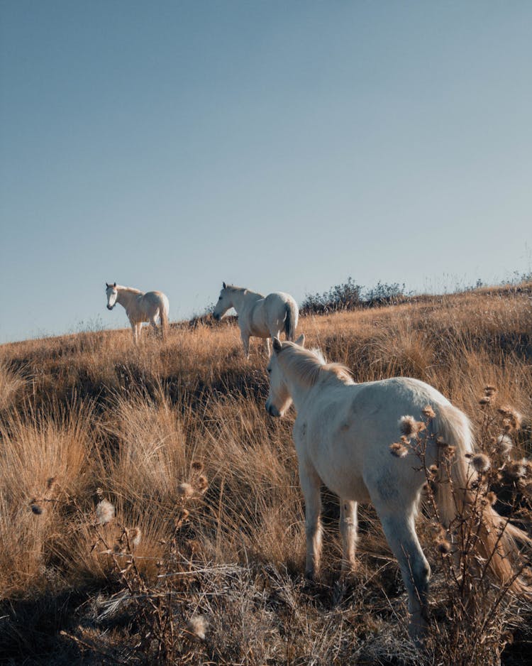 White Horses On Grassland