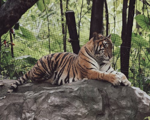 Ảnh lưu trữ miễn phí về cây, chụp ảnh động vật, con hổ