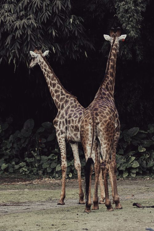 Free Vertical shot of two giraffes in a natural safari setting, surrounded by greenery. Stock Photo