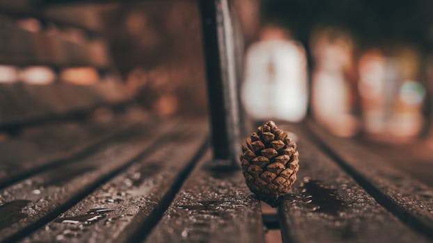 pine cone