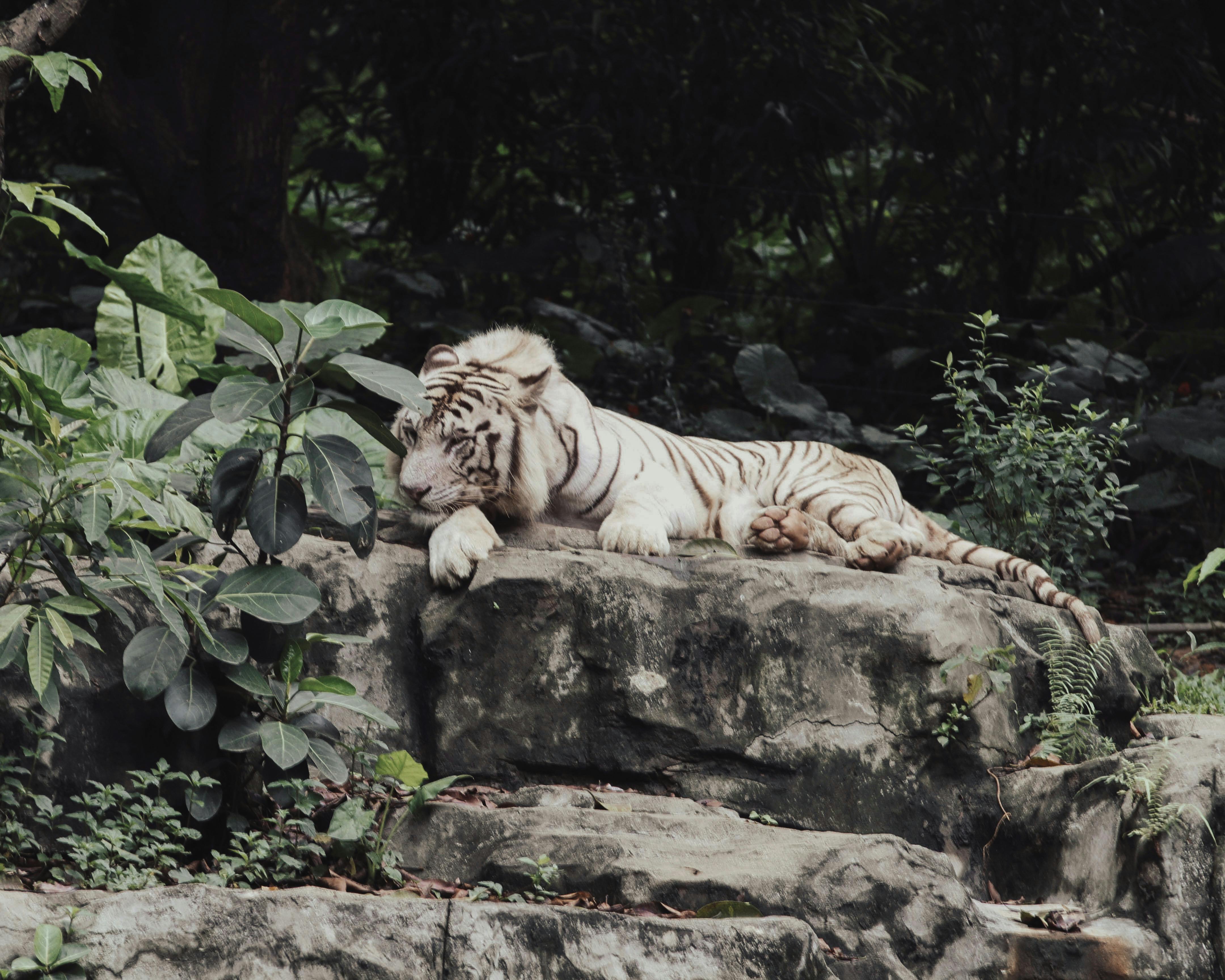 Papéis de parede de tigre branco para iphone e android.