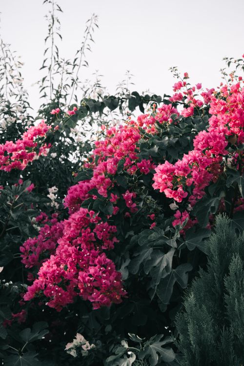 Free Lush bougainvillea flowers in full bloom in a vibrant garden setting. Stock Photo