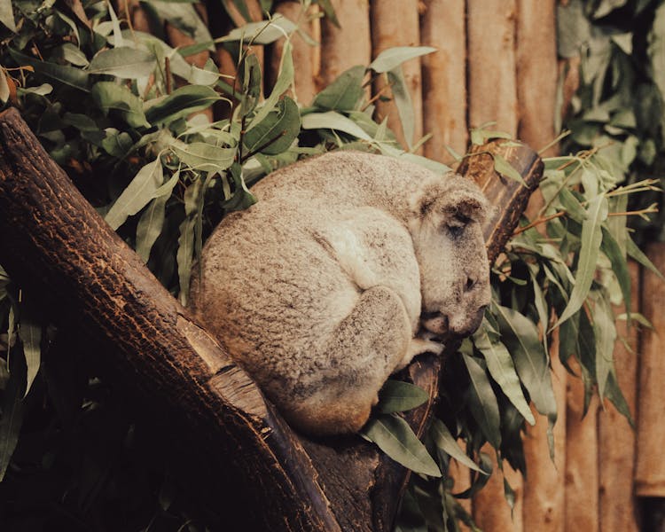 A Koala Bear Sleeping On A Tree