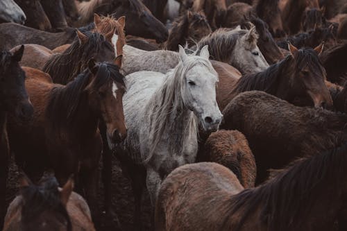 Ingyenes stockfotó állatfotók, állatok, barna ló témában