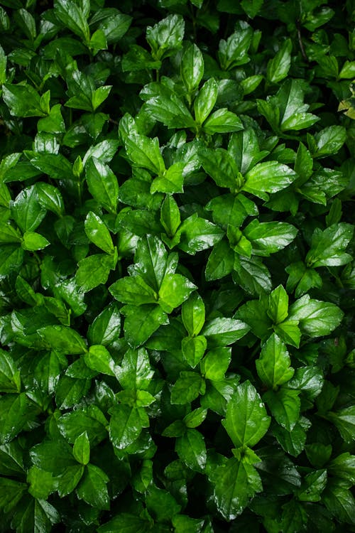 Close-up of Bright Green Leaves