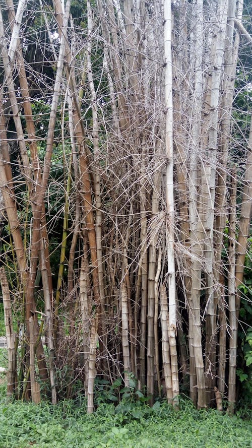 Free stock photo of beauty of bamboos, landscape, nature