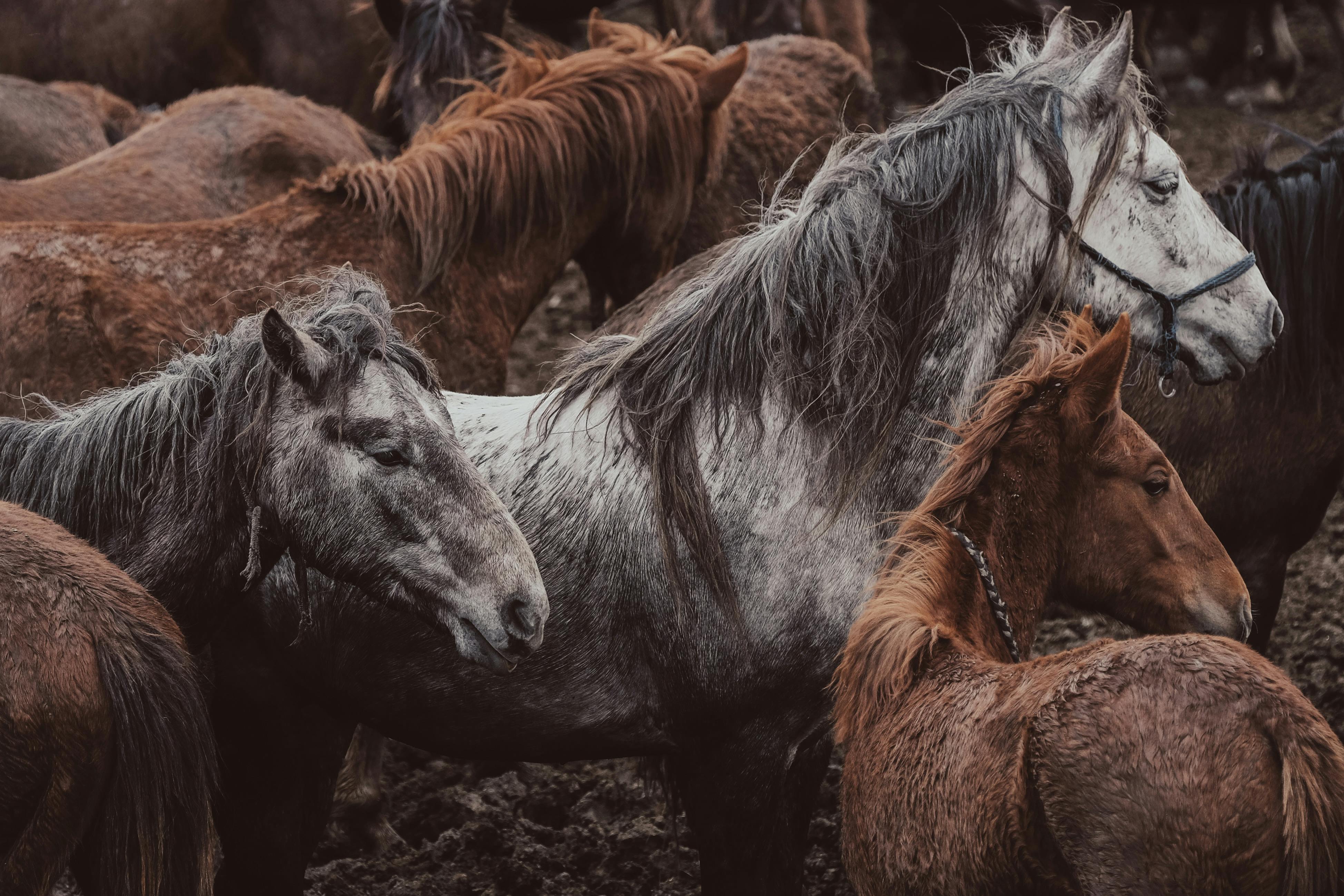 A captivating herd of brown and white horses in a muddy pasture.