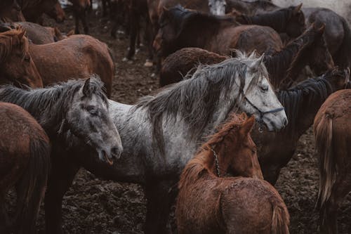 Foto d'estoc gratuïta de animals, blanc, cavalls
