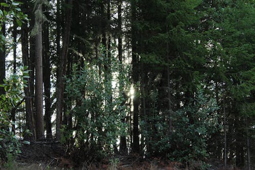 Gratis lagerfoto af skov