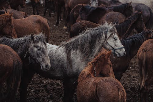 Photos gratuites de agriculture, bétail, chevaux