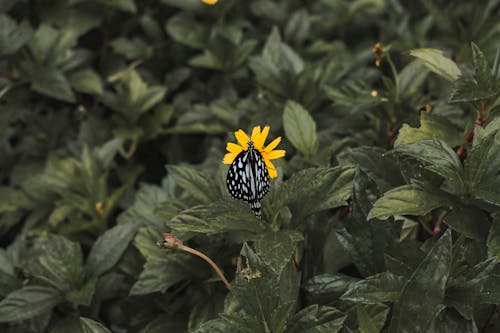 Δωρεάν στοκ φωτογραφιών με άγρια φύση, έντομο, κίτρινη