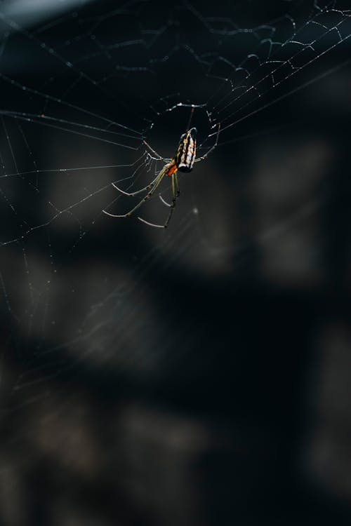 Close-up of a Spider on Web 