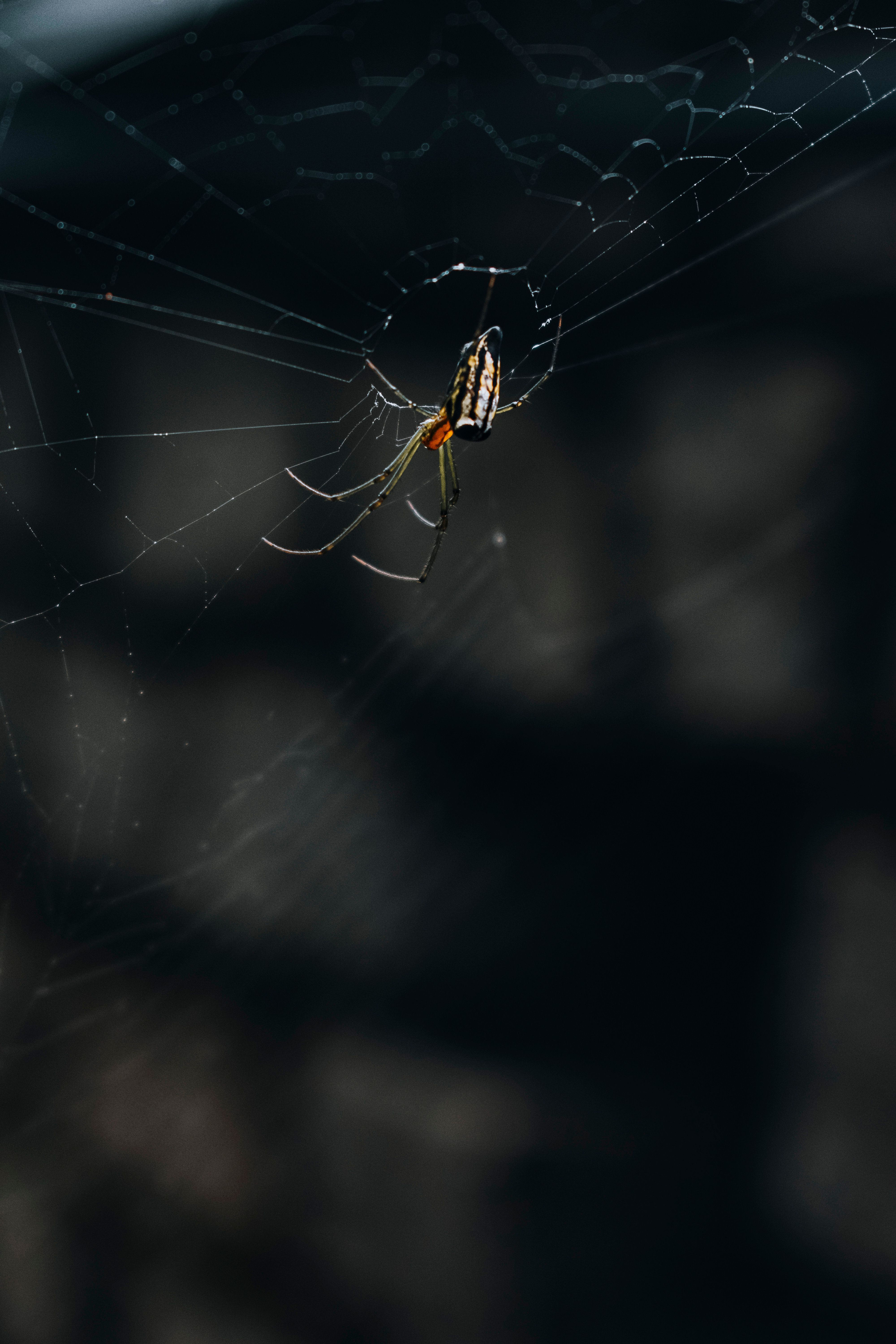 Close-up of a Spider on Web · Free Stock Photo