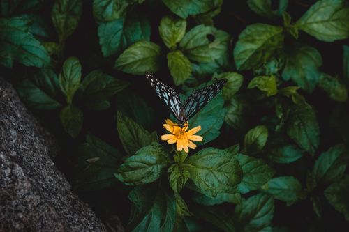 Free A delicate butterfly perched on a vibrant yellow flower surrounded by lush green leaves. Stock Photo