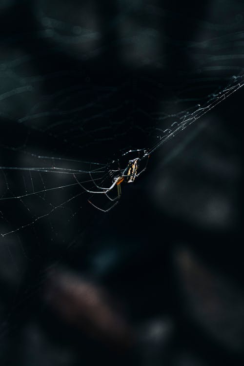 Spider on Spiderweb