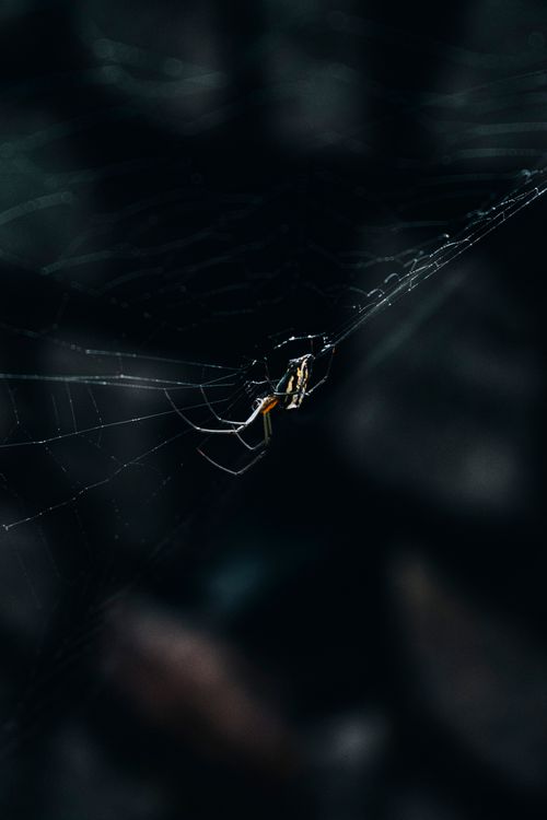 Free Dramatic close-up of a spider on its web, highlighted against a dark background. Stock Photo