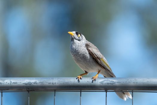 Noisy Miner Bird Perching on the Fence 