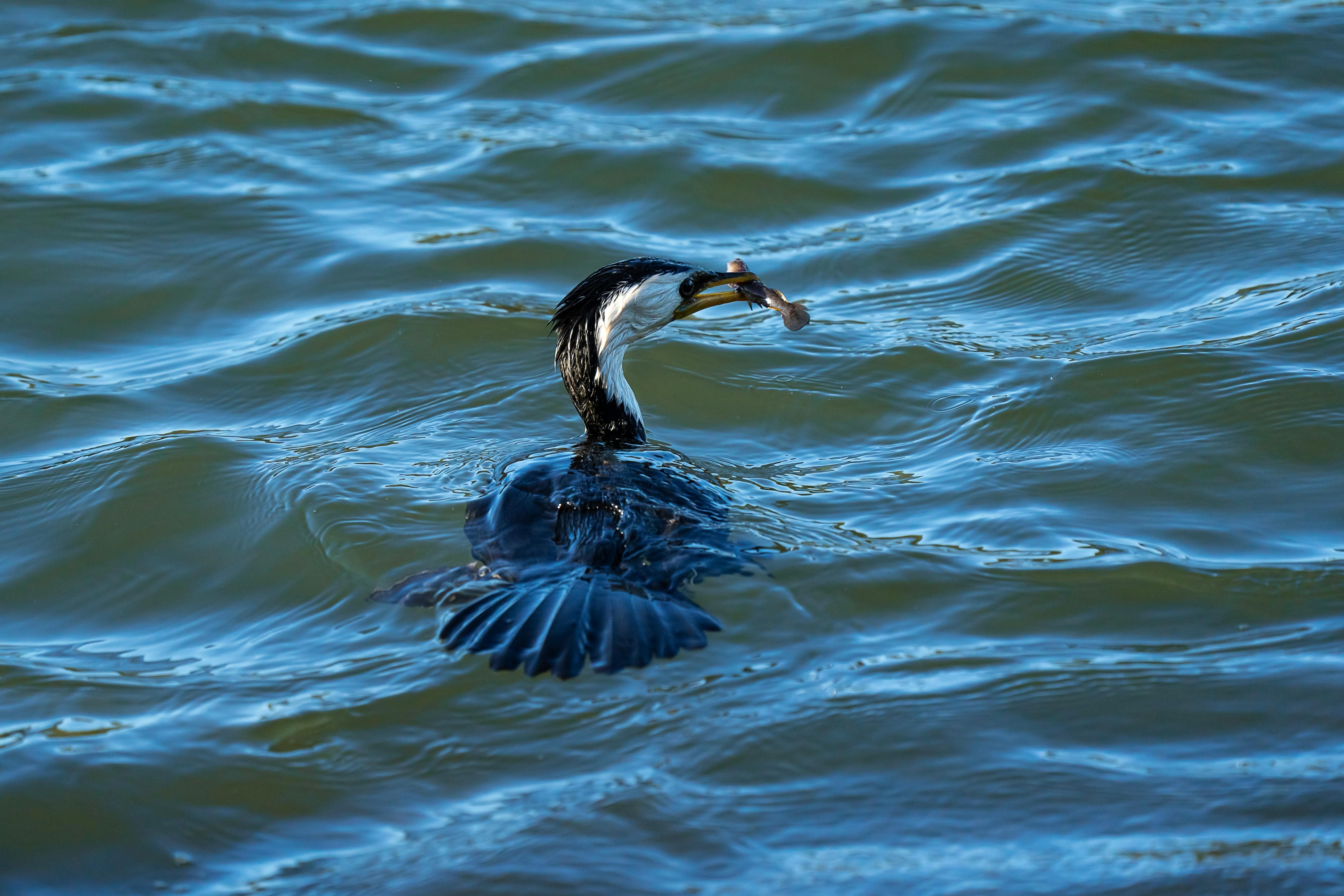 Photo of the Little Pied Cormorant in Water · Free Stock Photo