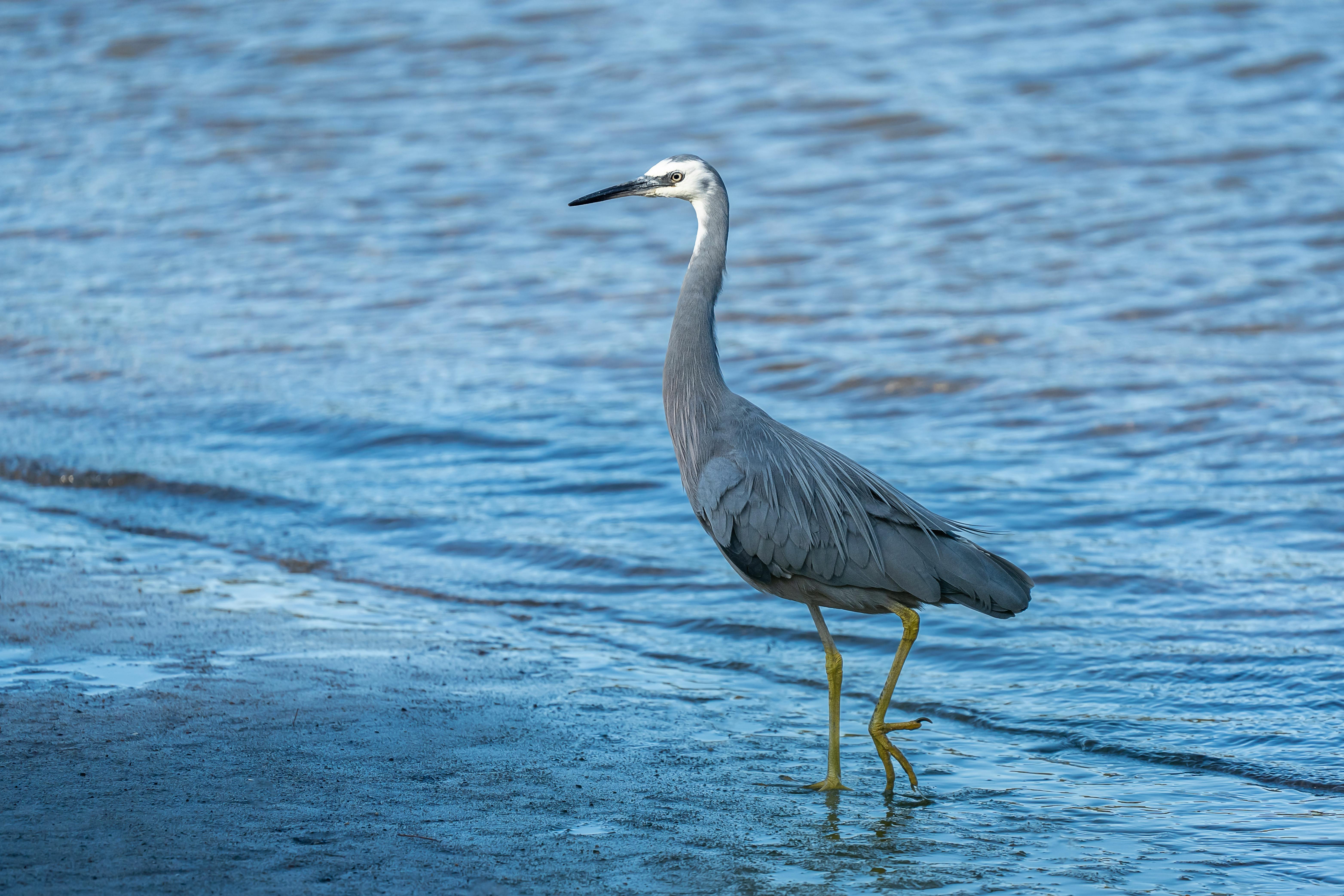 White-faced Heron wading in the serene waters of Wolli Creek, NSW, Australia.
