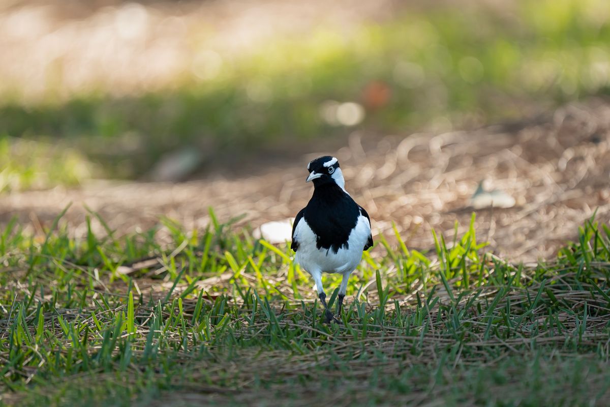 Found a Baby Magpie on the Ground? When to Leave It and When to Rescue It