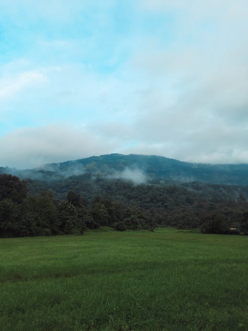 Fotos de stock gratuitas de bosque, campo, césped