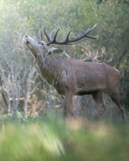 Moose in Nature