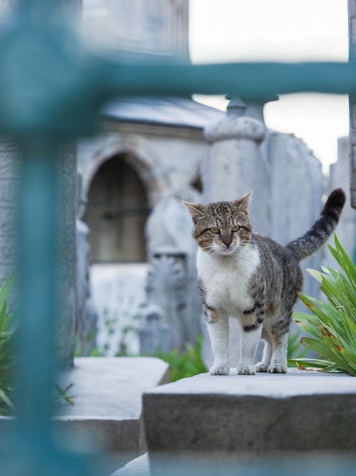 Kostenloses Stock Foto zu haustier, katze, mauer