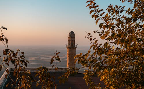 Fotos de stock gratuitas de amanecer, árbol, azotea