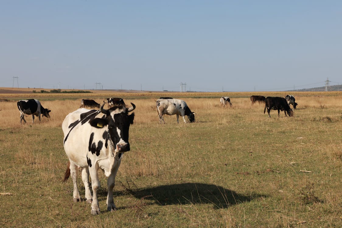 奶牛, 家畜, 牧場 的 免費圖庫相片