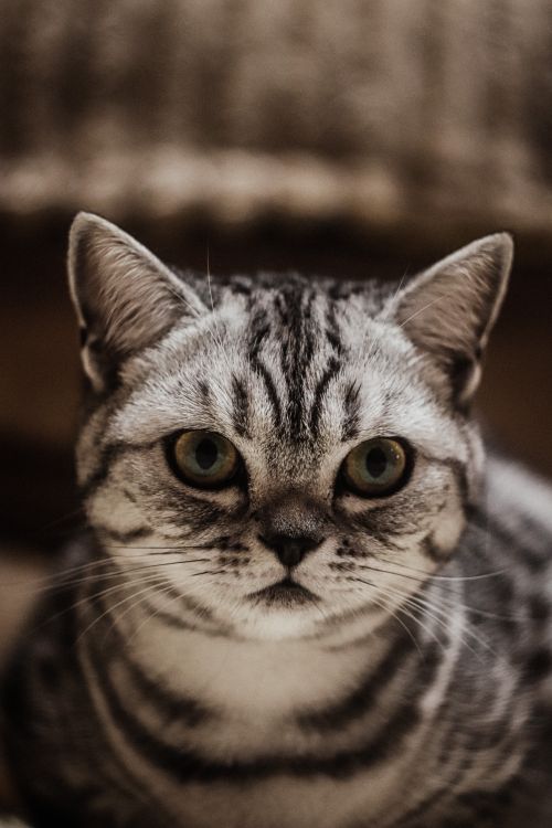Free Charming portrait of an exotic shorthair cat with expressive eyes and a cute demeanor. Stock Photo