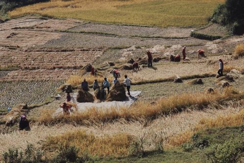 Free Farmers working in terraced rice fields, capturing rural agricultural life. Stock Photo