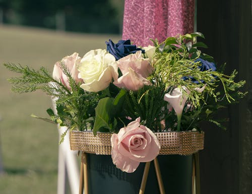植物, 玫瑰, 窗簾 的 免费素材图片