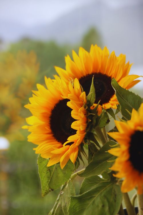 Free Bright sunflowers bask in the summer sun, showcasing vibrant yellow petals and a lively outdoor vibe. Stock Photo