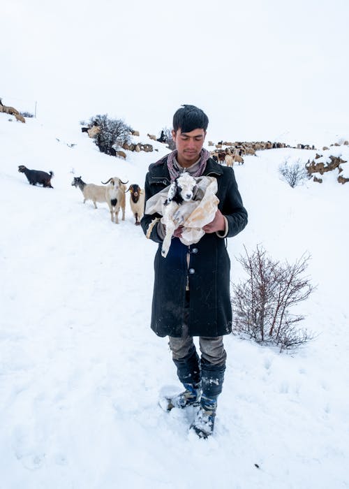 Man with Goats Herd and Kid in Winter