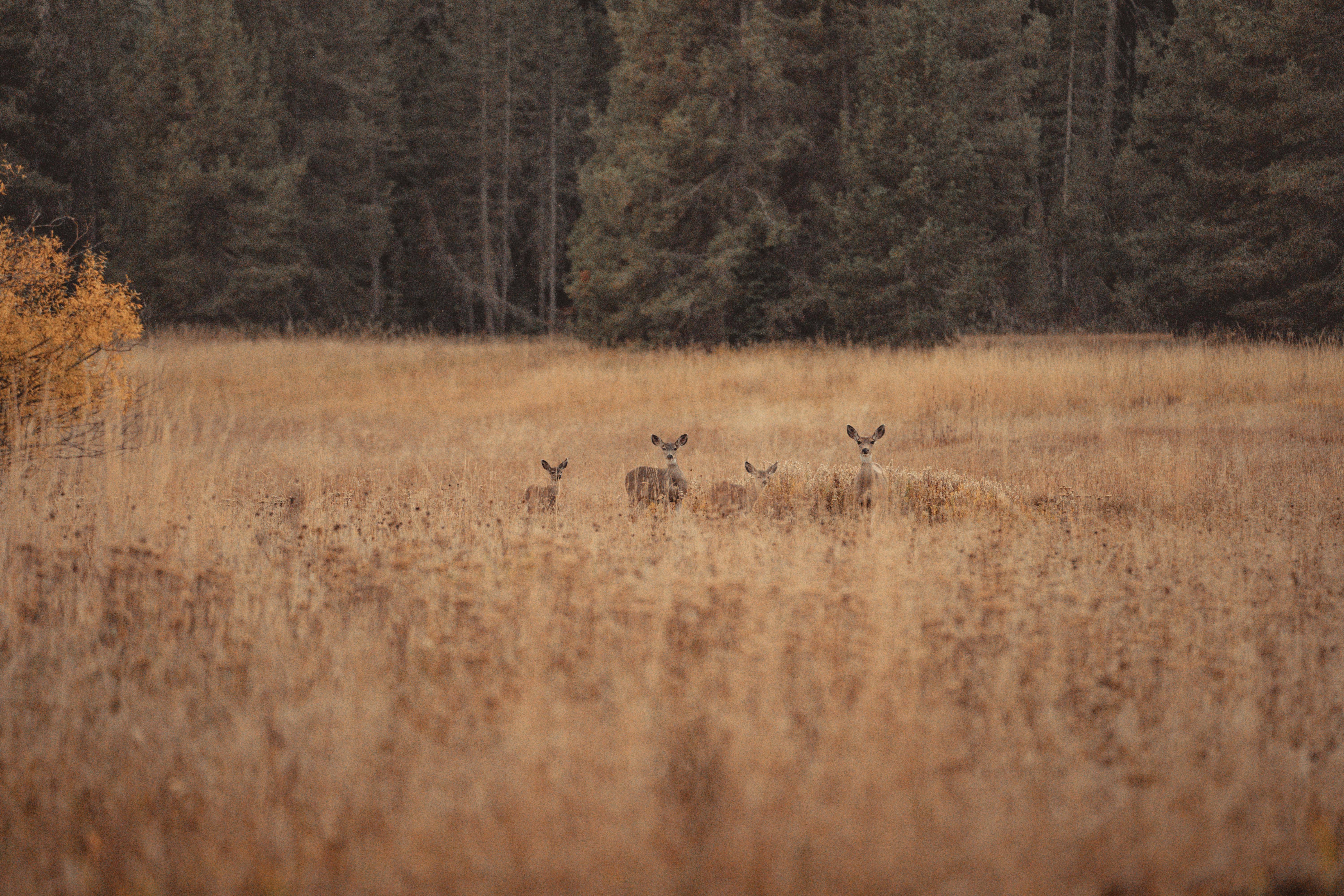 three deer in a field of tall grass