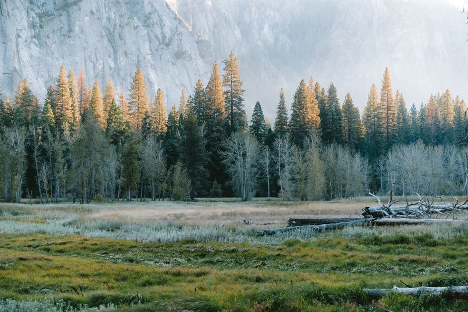 Sunrise over pine trees and meadows in Yosemite Valley, CA, showcasing natural beauty.