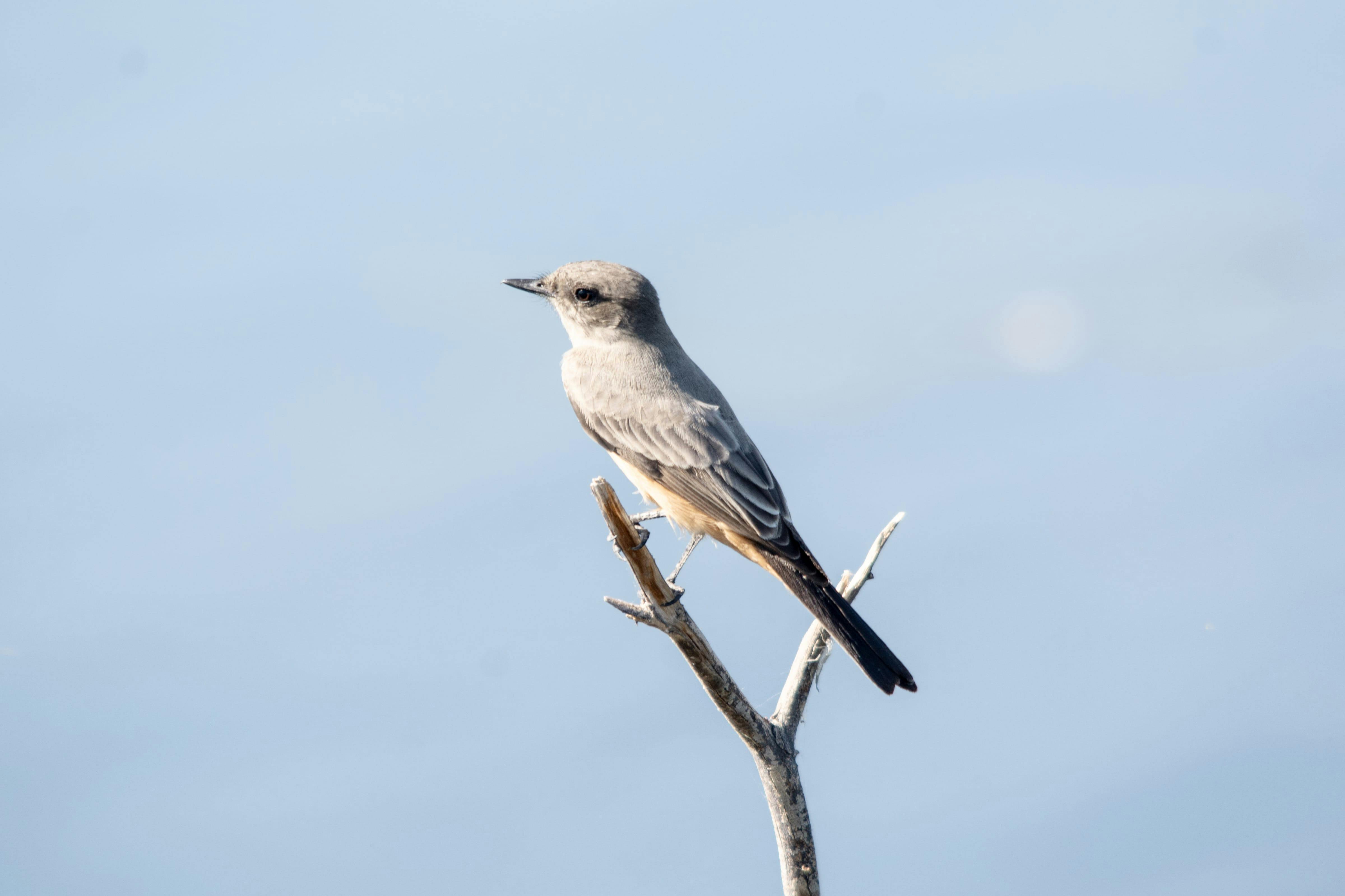 A scissor-tailed flycatcher resting on a branch in Henderson, Nevada.