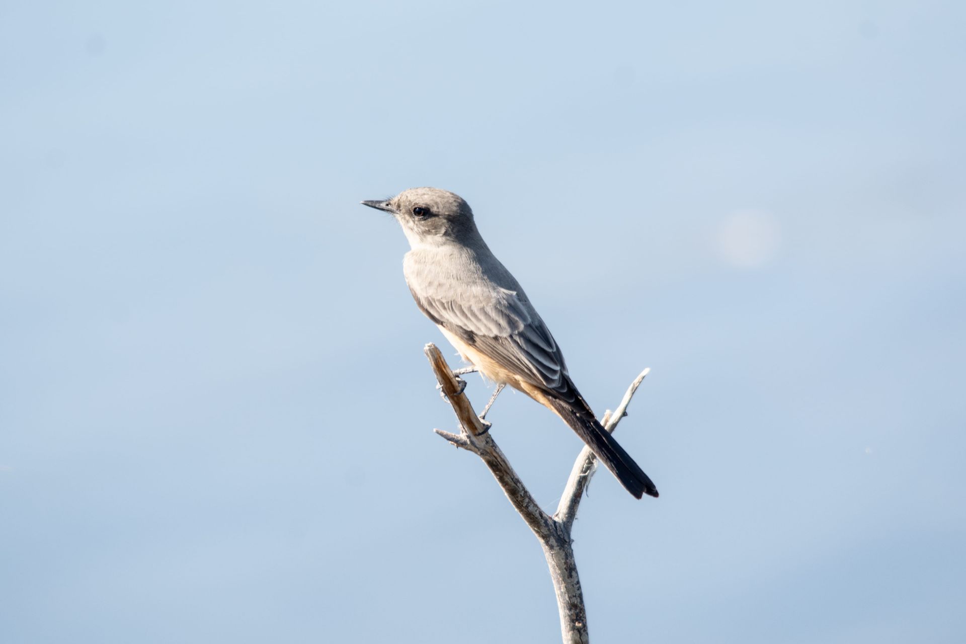 A scissor-tailed flycatcher resting on a branch in Henderson, Nevada.
