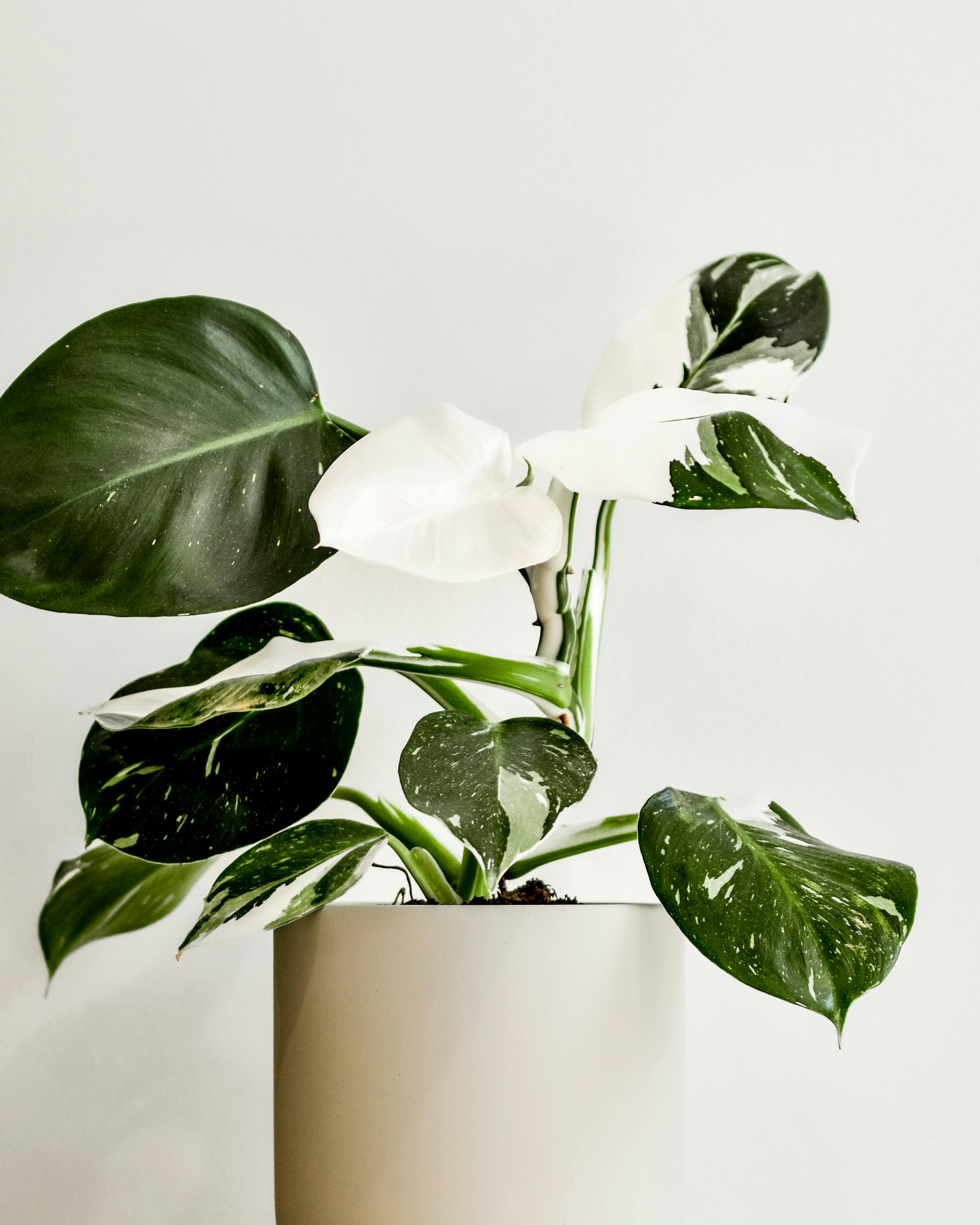 Stylish potted philodendron with variegated leaves against a minimalist backdrop.