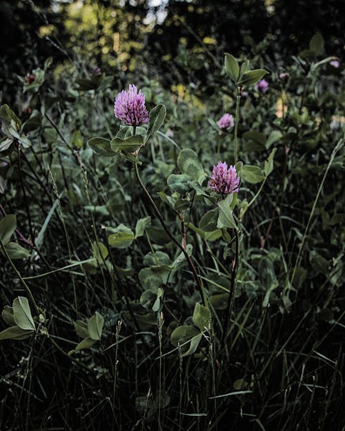 bitki örtüsü, çayır, çiçek içeren Ücretsiz stok fotoğraf